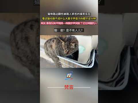 貓咪路邊翻包被路人抓包的搞笑反應 貓 意外 有趣 搞笑 cat amazing funny shorts サムネイル