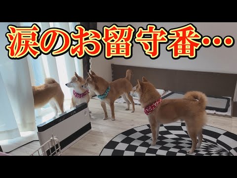 お留守番カメラで話しかけると、ギャン泣きしながらカメラに向かって話しかける柴犬が愛おしい サムネイル