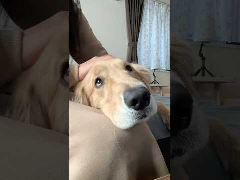 次はなにして遊ぼうかなぁ 大型犬 ゴールデンレトリバー サムネイル