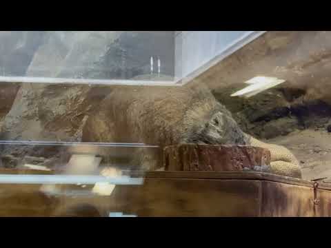 クリョンくん 人前でも堂々と食べれる様になったんだね〜　マヌルネコ　上野動物園にて　2026年2月6日 サムネイル