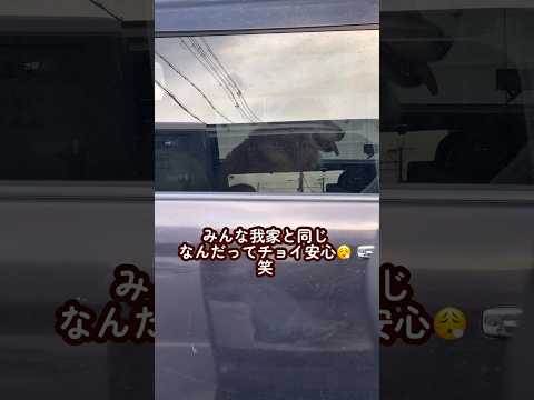 大型犬と暮らす外食のリアル ゴールデンレトリバー 大型犬のいる生活 大型犬と子供 goldenretreiver サムネイル