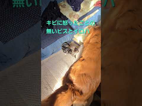 今日のキビ。体重≒2.0kg cat kitten 猫 子猫 子猫の体重 ibukikohaku 癒し 子ネコshor… サムネイル