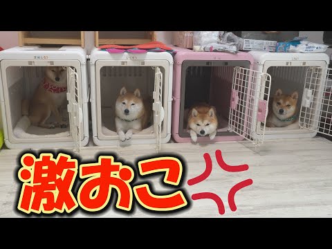 大好きなこたつを撤去したら、柴犬達がショックを受け、引きこもってしまいました・・・ サムネイル