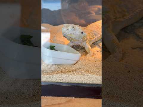 shorts お食事中〜☺️ フトアゴヒゲトカゲ　ごかつら池どうぶつパークにて　2026年1月24日 サムネイル