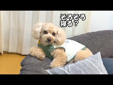 寝室で早く寝たくて圧をかけてくる大きいトイプードル【デカプー】【トイプードルのロアくん】【toy poodle】 サムネイル