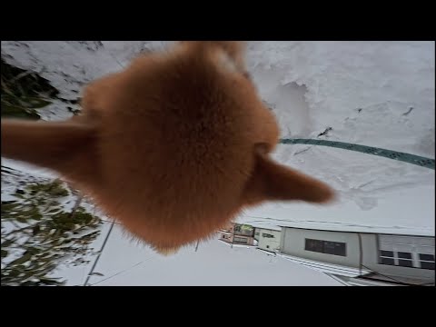 スーパー頭突き サムネイル