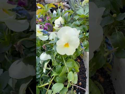 shorts パンジーが綺麗です。　2026年1月16日 サムネイル