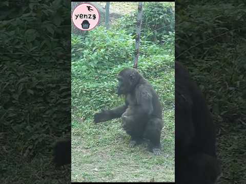 Ringo做可愛動作邀Jabali 玩 gorilla gorillatag taipeizoo 金剛猩猩 台北市立動… サムネイル