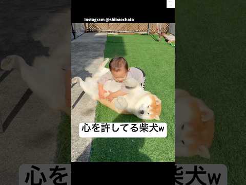 心を許した相手には、どこまでも優しい柴犬🐶　#柴犬　#犬　#犬のいる暮らし #癒し　#かわいい サムネイル