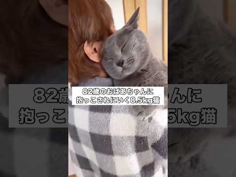おばあちゃんのことが大好きな巨猫と愛猫が愛おしくて堪らないおばあちゃん グレー猫 おばあちゃん おばあちゃんと猫 sh… サムネイル