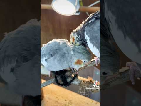 愛しているよ！動物園 オカメインコ サムネイル