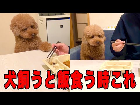 【愛おしい】犬って飼い主の食事中ずっとガン見してるよね。笑 サムネイル
