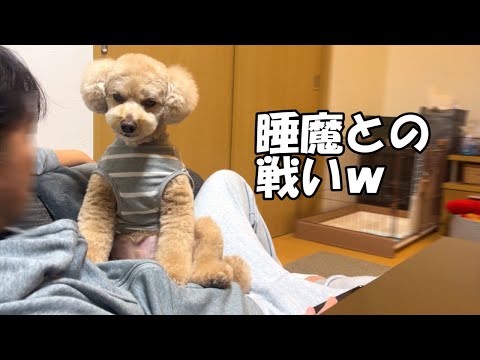 眠いのを必死に我慢する大きいトイプードルが愛おしいw【デカプー】【トイプードルのロアくん】【toy poodle】 サムネイル