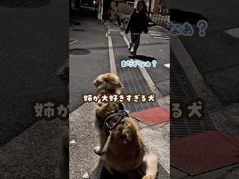 姉が大好きすぎる犬 ゴールデンレトリバー 大型犬のいる生活 大型犬と子供 goldenretreiver サムネイル