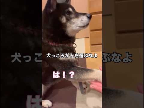 人間のより美味そうな手作りごはん食べてるのに舐められてる私 柴犬 黒柴 名前付けたの私だから 愛犬 サムネイル