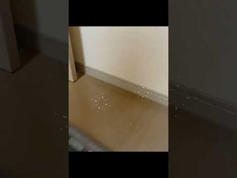 Tineco湿乾両用掃除機・Floor One S3が7月11日〜12日の2日間お買い得です！　shorts  tin… サムネイル