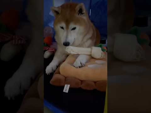 柴犬福 深夜12時なのにノリノリでホネを守る柴犬のおじさん🤣Sis and Shiba🤣姉と柴 shorts funn… サムネイル