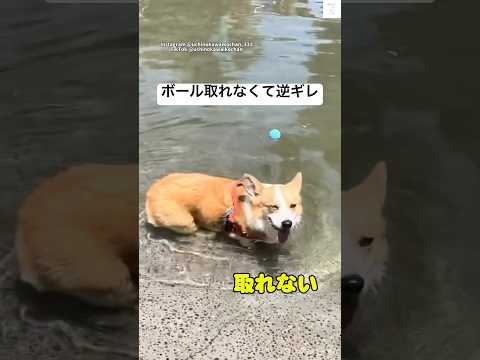 逆ギレ、自業自得なのに　コーギー　犬　かわいい犬 面白い　犬のいる暮らし サムネイル