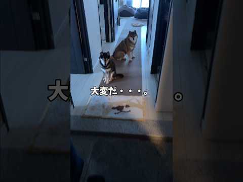 柴犬🐕2頭のお出迎えシーン🎬 サムネイル