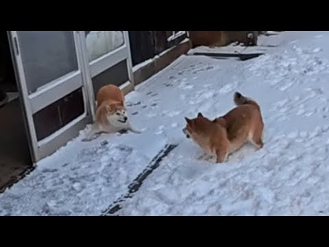 どうあっても雪の上で闘う宿命のおやこ サムネイル