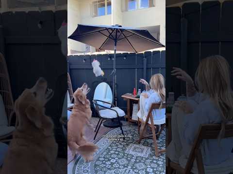 ASMR in House Cleaning🧽india retreiver dog puppy goldenretr… サムネイル