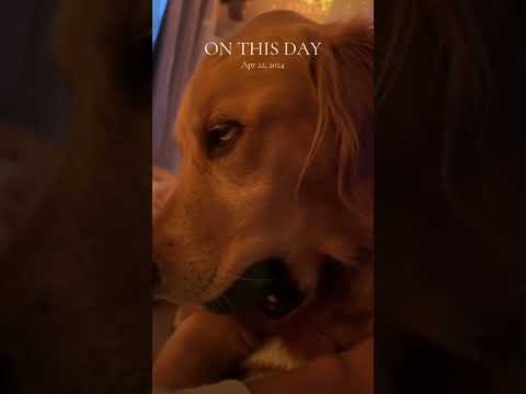 coming home to my golden retriever🥵goldenretreivers dog pup… サムネイル