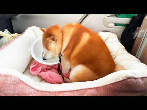 さんぽ後にちょこんと座って水を飲み、育ちのお上品さを見せつけるお坊ちゃま柴犬 サムネイル