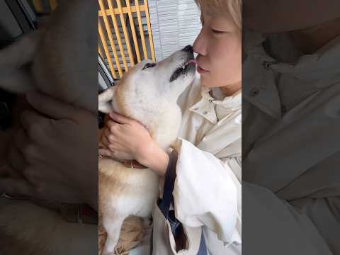 柴犬福 タテチになってしまいそうだけど姉を管理するモコプリたん🤣Sis and Shiba🤣姉と柴 shorts fu… サムネイル