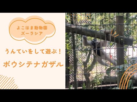 【よこはま動物園ズーラシア】うんていをして遊ぶ！！ボウシテナガザル🐒 サムネイル