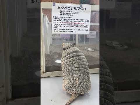 自分の説明文を熟読するアルマジロむっちゃん♫shorts 動物 アルマジロ サムネイル