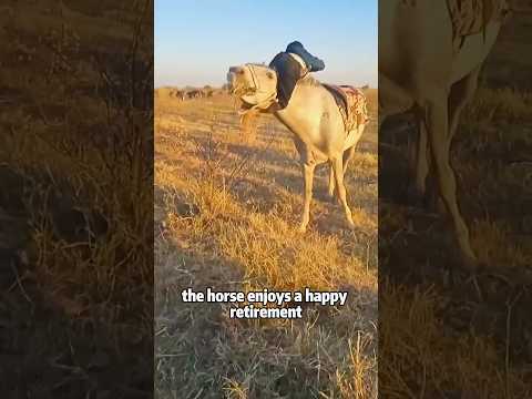 Should we abandon a horse too old to work? 🐎❤️animals pets… サムネイル