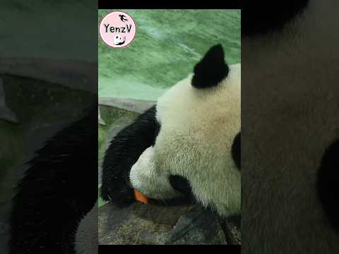圓仔手手撥🥕入口好可愛 panda zoo cute 貓熊 熊貓 yuanzai taipeizoo 台北市立動物園… サムネイル