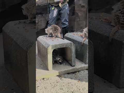 【よこはま動物園ズーラシア】みんなで仲良くごはんタイム！ミーアキャット🐈🐈🐈　shorts サムネイル