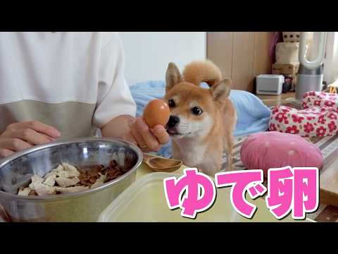 ゆで卵を割るだけで目ん玉ひん剥いて飛んでくる　柴犬小夏 サムネイル