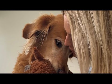 dog-tor coby to rescue🛟goldenpup puppy goldenpupppy dogbree… サムネイル