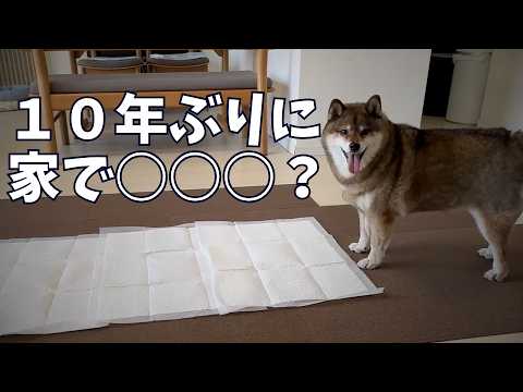 今までの常識を覆す？お腹壊した柴犬が見せた新境地 サムネイル