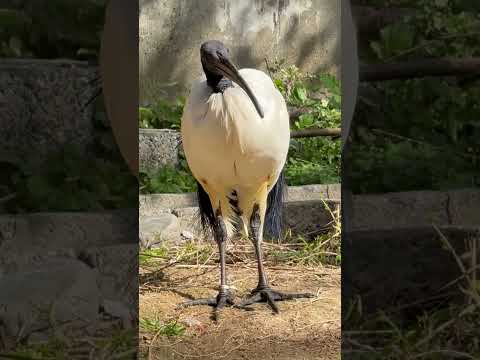 shorts オセロの様？　アフリカトキとシロトキ　浜松市動物園にて　2026年3月15日 サムネイル