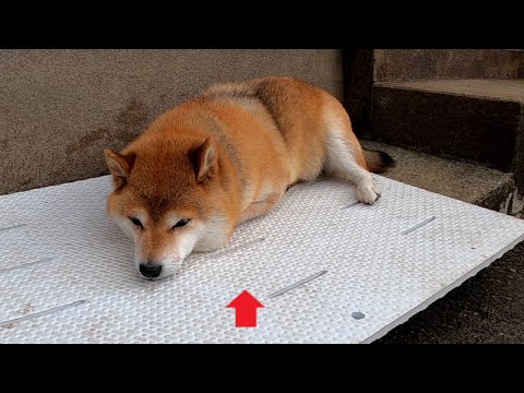 ココさんマウンテンと登山するアリさん🐜🍞 サムネイル