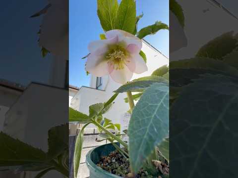 shorts クリスマスローズが咲きました〜 サムネイル