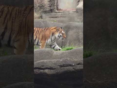 shorts アムールトラ🐯のサーシャちゃん　浜松市動物園