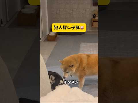 【警察犬】盗みをしたハスキーを追い詰める柴犬が凄すぎる… 柴犬 シベリアンハスキー shorts shortvideo サムネイル