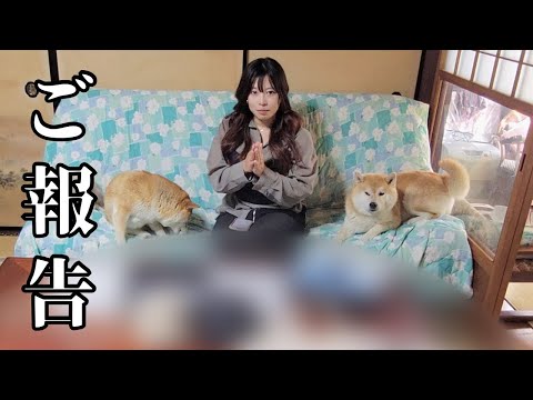 【ご報告】ついにご報告できる時がきました！シヴァ犬こむぎっす サムネイル