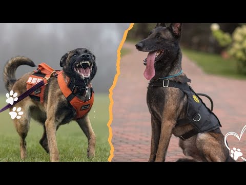 Belgian Malinois Working Power Explained サムネイル