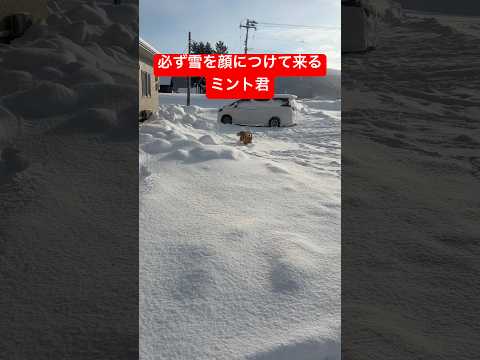 パパを見つけたミント君shorts ゴールデンレトリバー goldenretriever グレートピレニーズ 犬ミント君 サムネイル