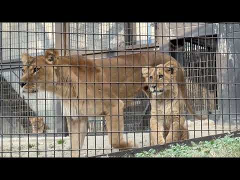 パパを見ているの☺️？　ライオンファミリー　のんほいパークにて　2026年1月23日 サムネイル