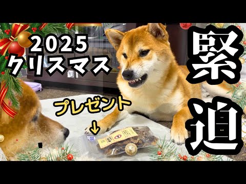 サンタさんからのプレゼントを必死に守る柴犬が可愛い【2025クリスマス】 サムネイル
