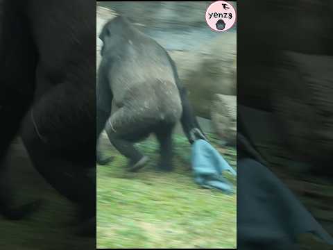 active female gorilla 😆 gorillatag taipeizoo 金剛猩猩 台北市立動物園 a… サムネイル