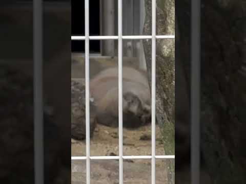 shorts ゴロンゴロンエルくん　マヌルネコ　東山動植物園にて　2026年3月13日 サムネイル