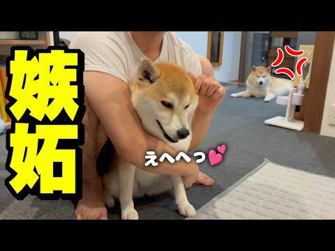 大好きな兄が妹犬とイチャイチャしたら拗ねた姉犬が可愛い行動に… サムネイル