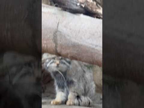 shorts ナゴムくん毛繕い中〜　マヌルネコ　那須どうぶつ王国にて　2026年3月29日